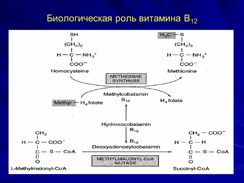 Биологическая роль витамина В12 Биологическая роль витамина В12
